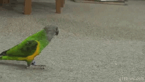 Bang parrot meme GIF